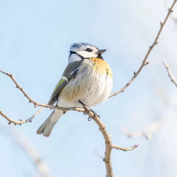Sky Buff