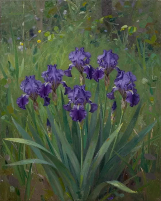 Violet Irises