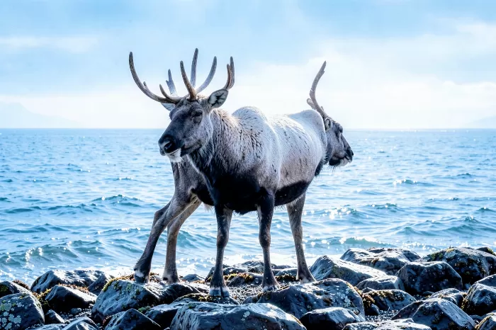 Shore Caribou