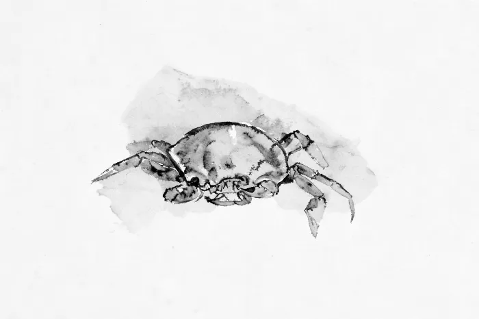 Shore Gesture