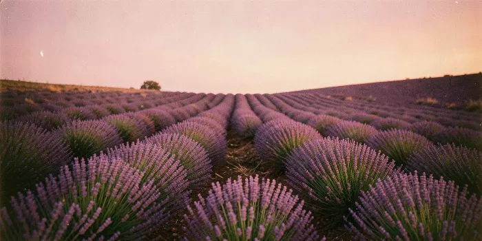 Amethyst Fields