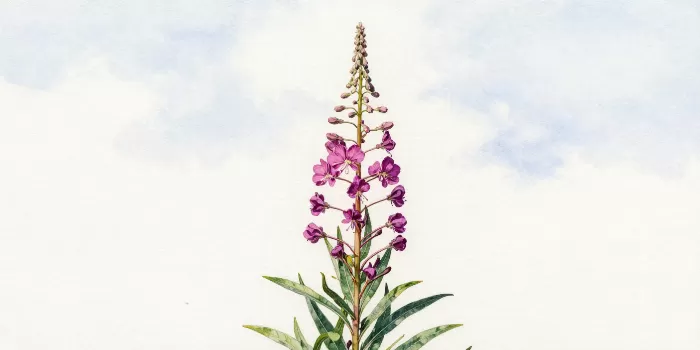 Wildfire Bloom