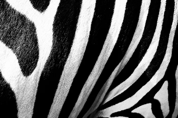 Zebra Scales