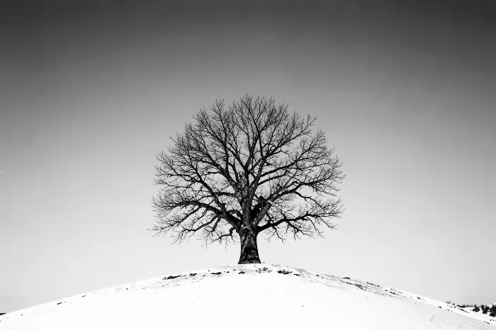 White Silence