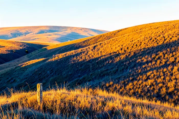 Palouse Gold