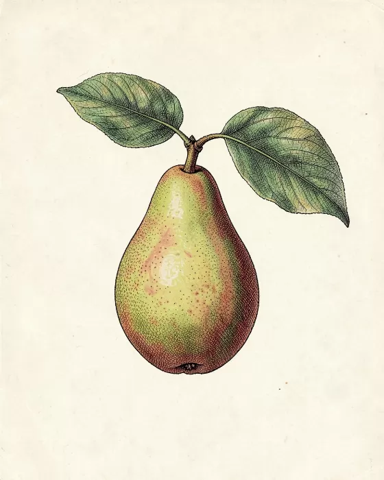 Russet Pear II
