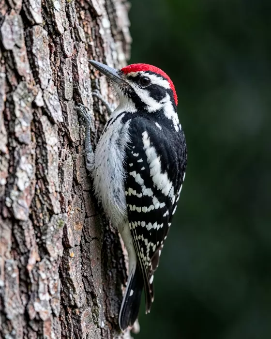 Forest Jewel