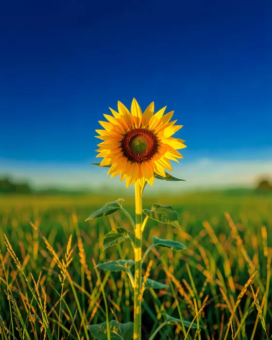 Golden Bloom IV