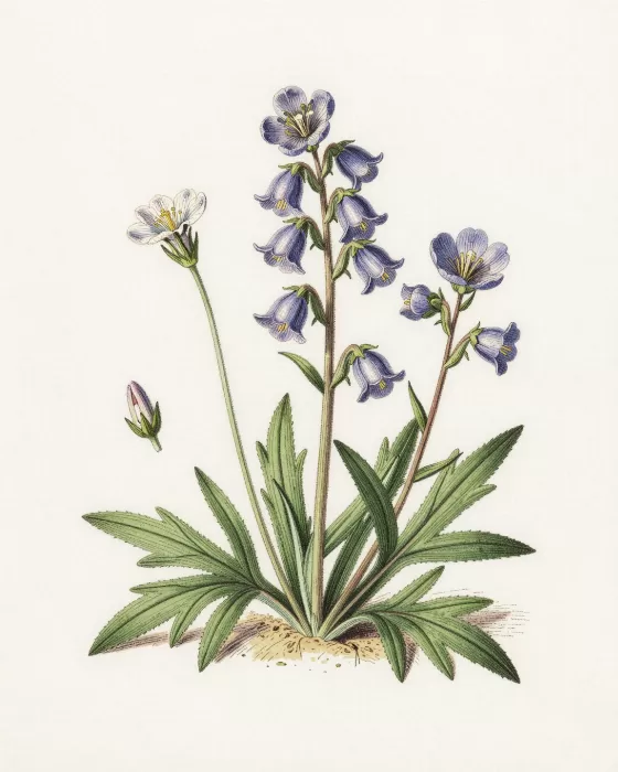 Alpine Wildflowers
