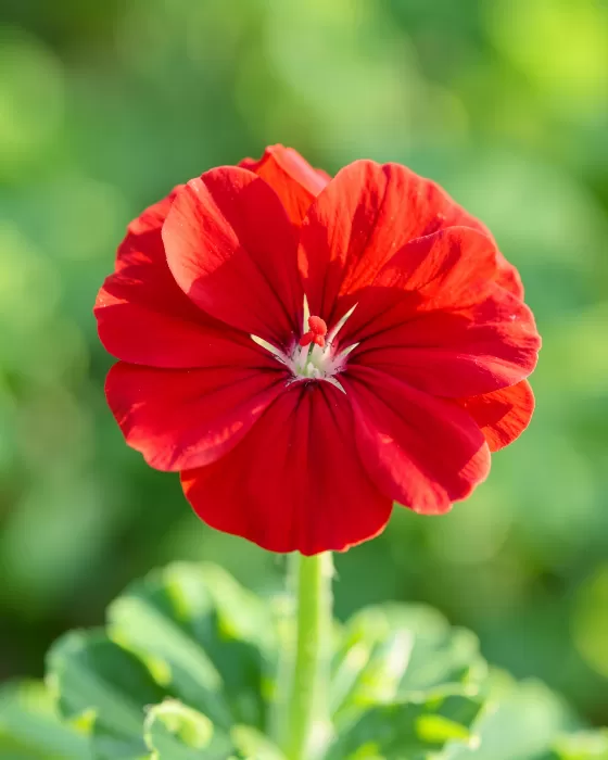 Morning Geranium