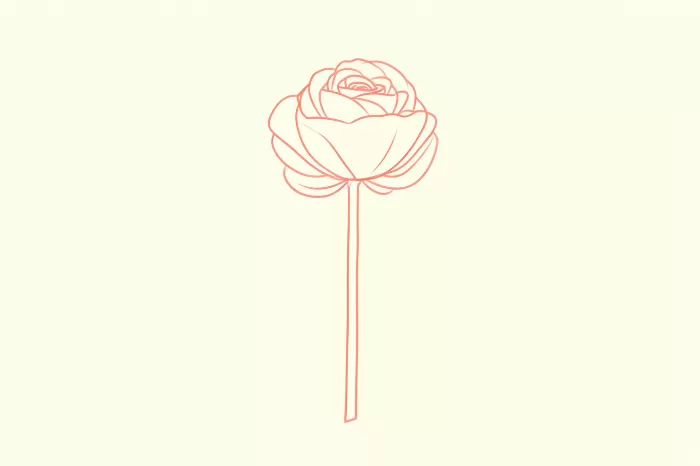 Ranunculus Stem