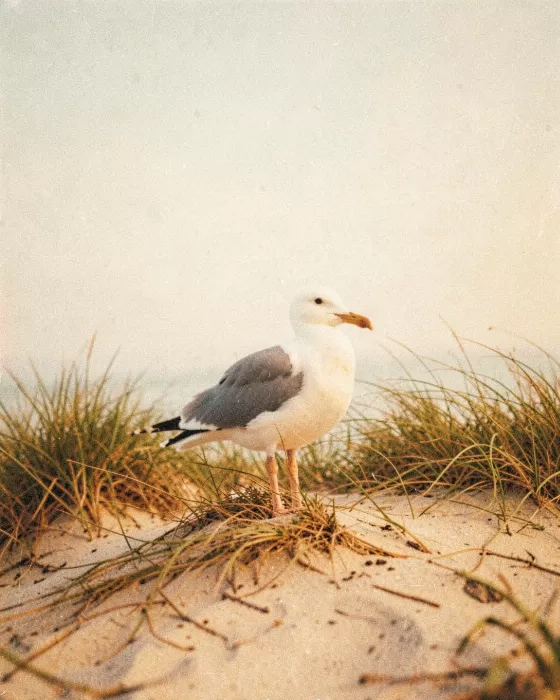 Dune Gull