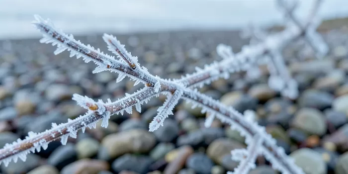 Tidal Frost