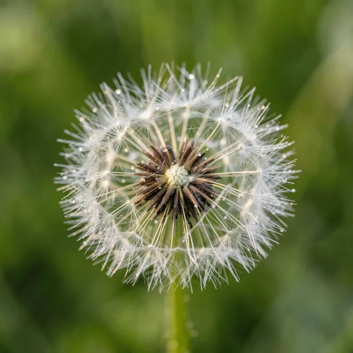 Dew Sphere