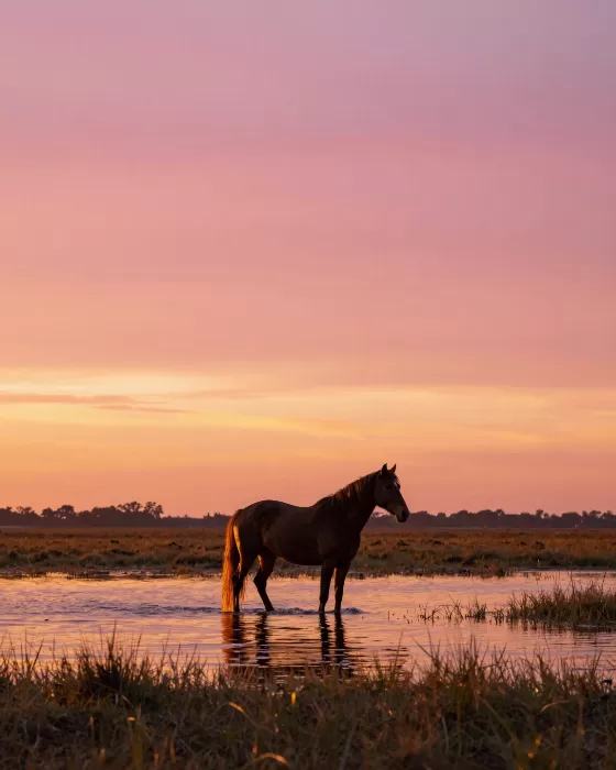 Golden Wading