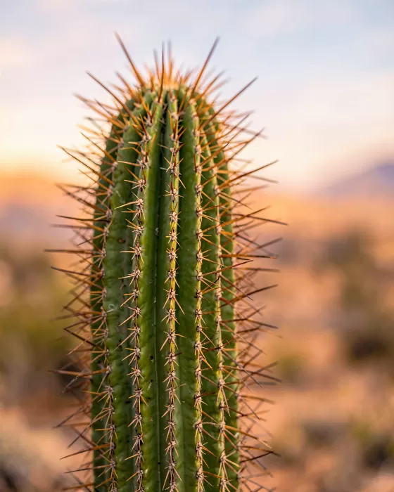 Ribbed Light