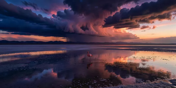 Solo Flamingo