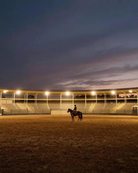 Golden Reins