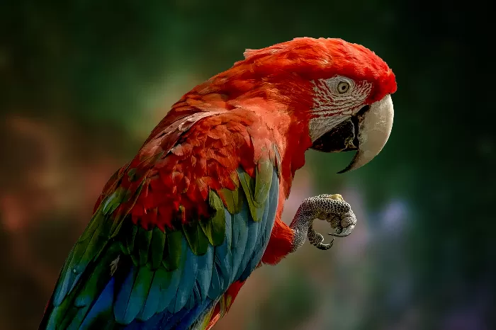Clawing Parrot