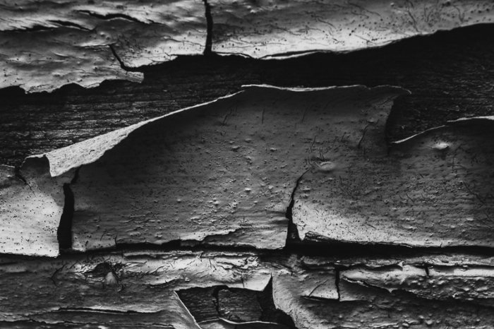 Peeling - Newfoundland art print