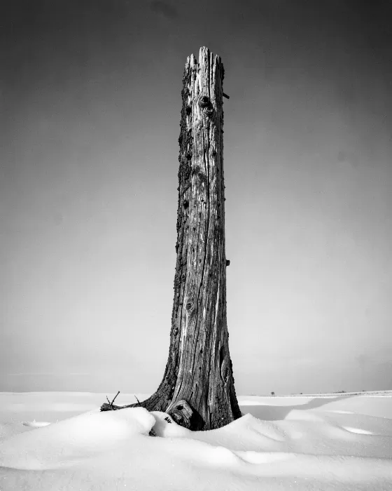 Driftwood Monolith