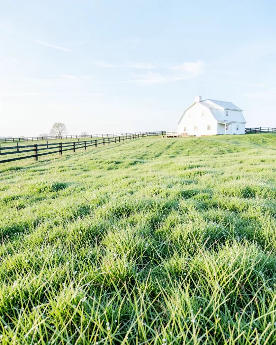 Bluegrass Morning