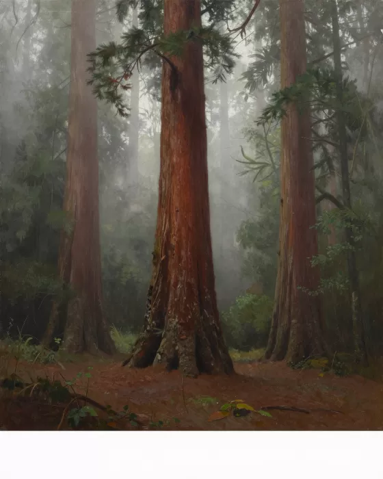 Misty Redwoods