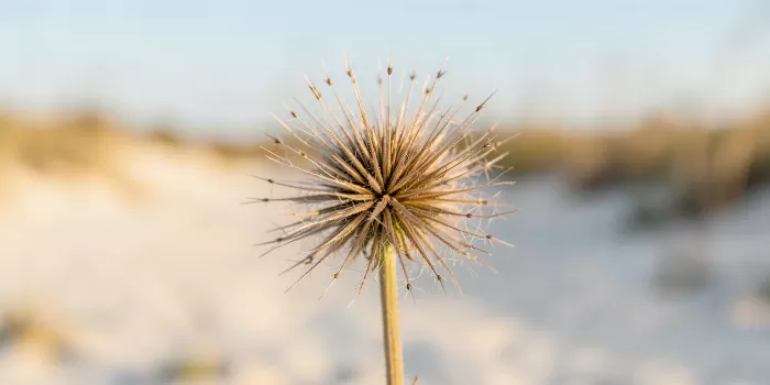 Sea Oat