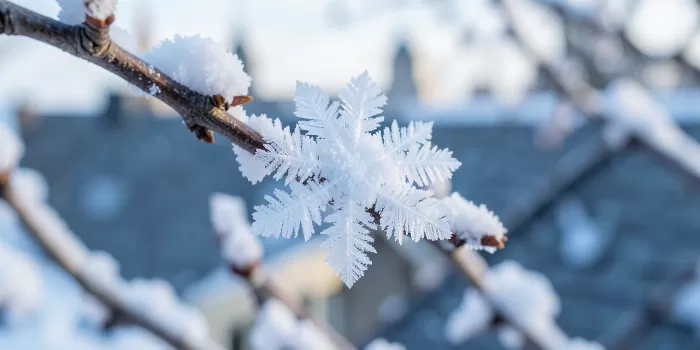 Snow Crystals