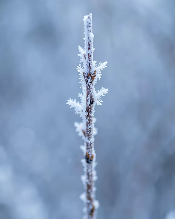 Birch Frost