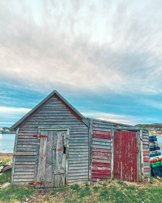 Lean Back - Newfoundland art print