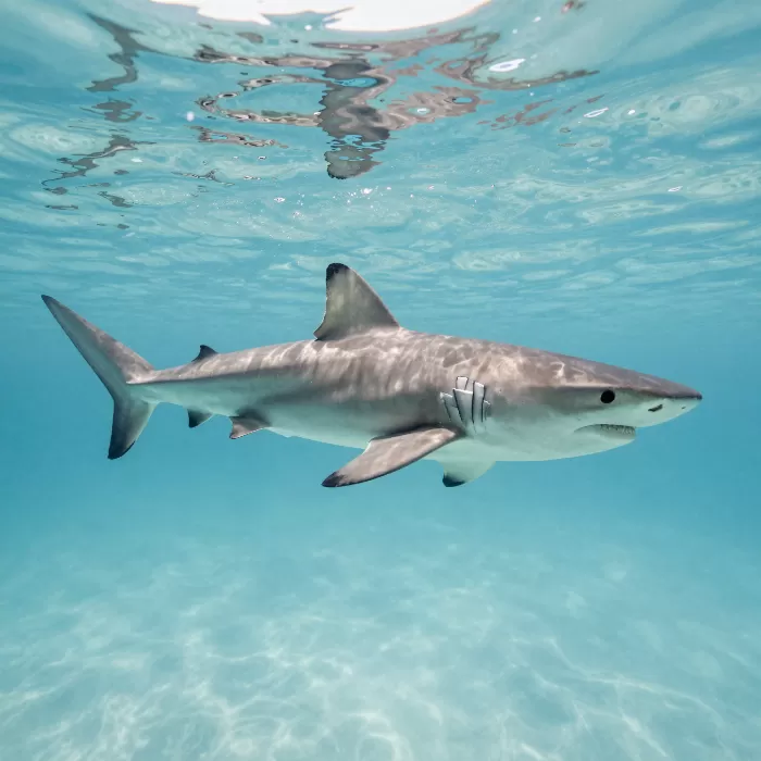 Shark Glide