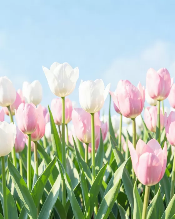 Morning Tulips