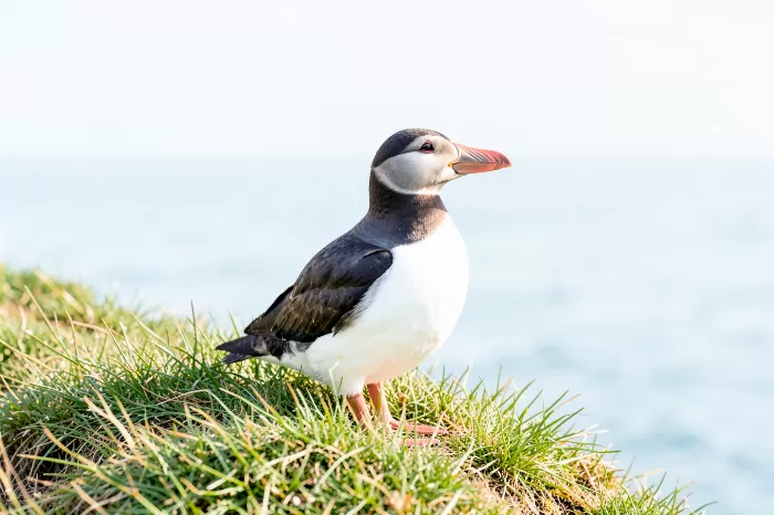 Seaward Puffin