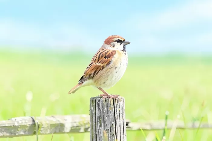 Meadow Perch