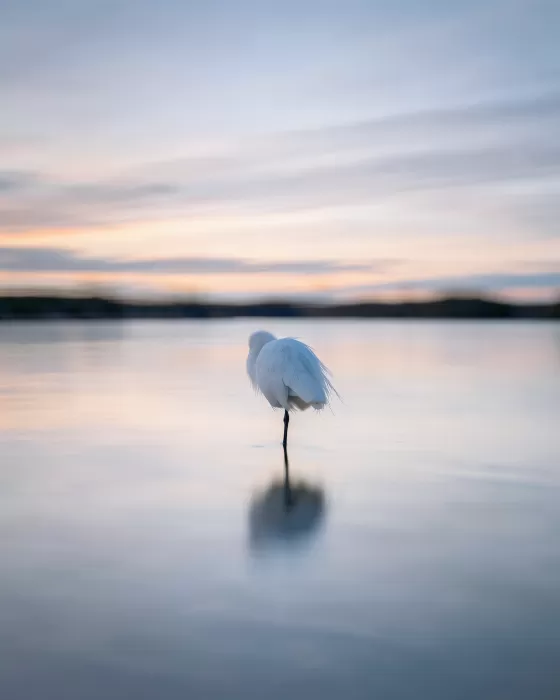 Evening Grace