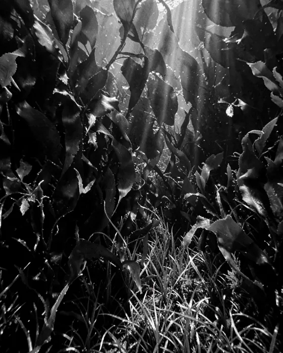 Kelp Shadows