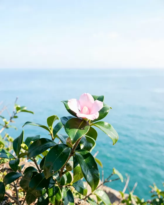 Camellia Coast