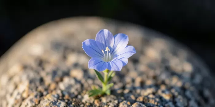 Frost Gentian