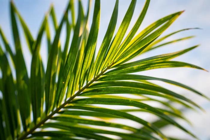 Palm Veins