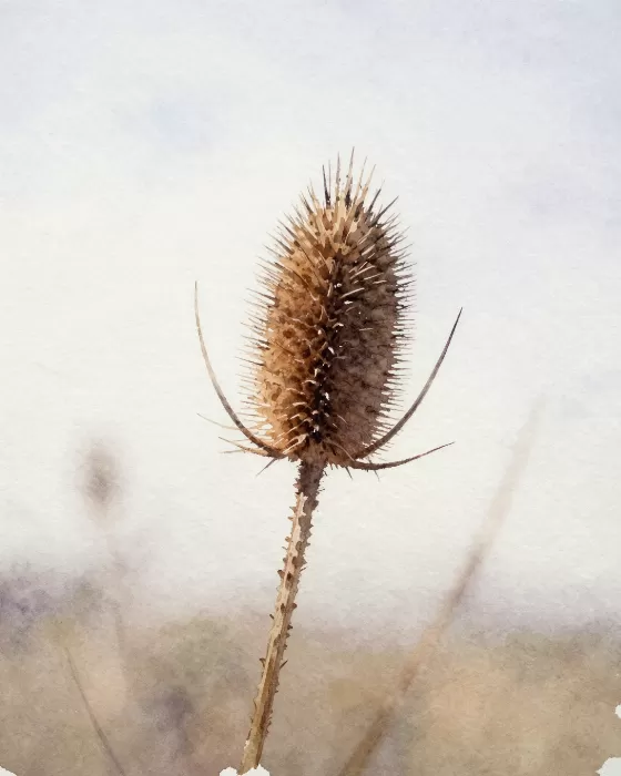 Teasel Light