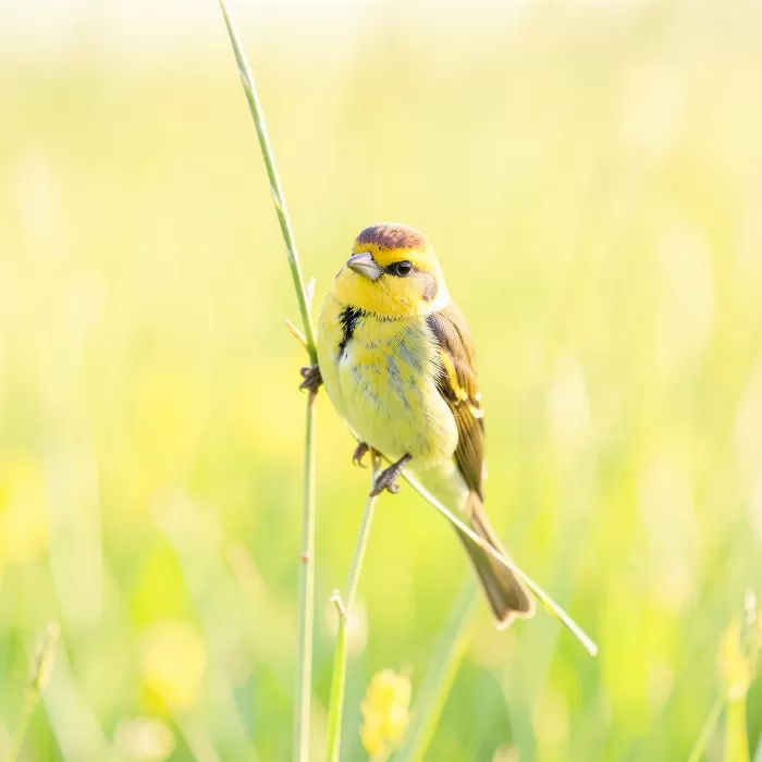Morning Finch