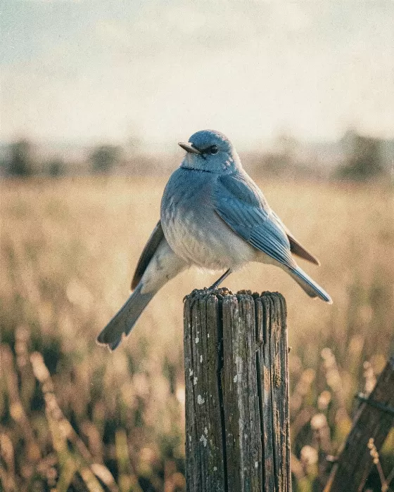 Meadow Blue