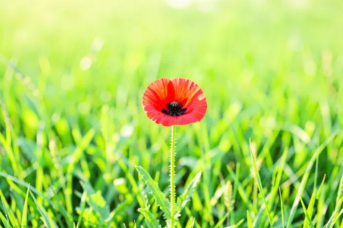Morning Poppy