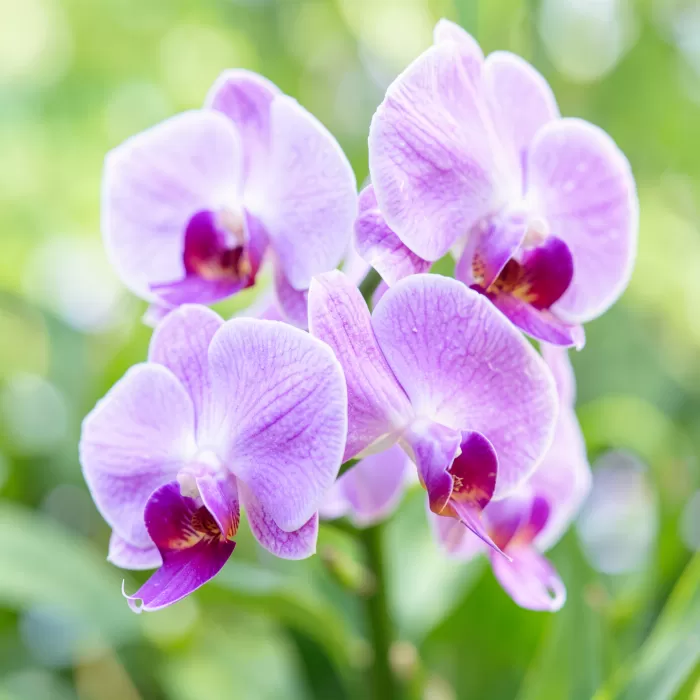 Purple Orchids