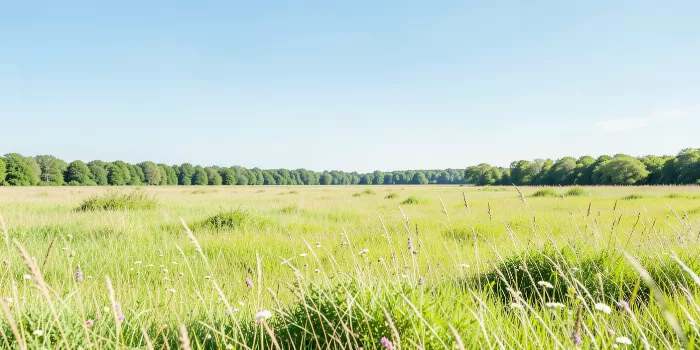 Open Pasture