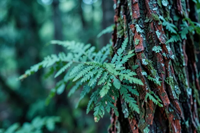 Redwood Fern