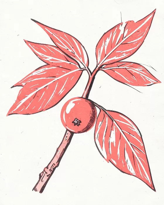 Coral Branch