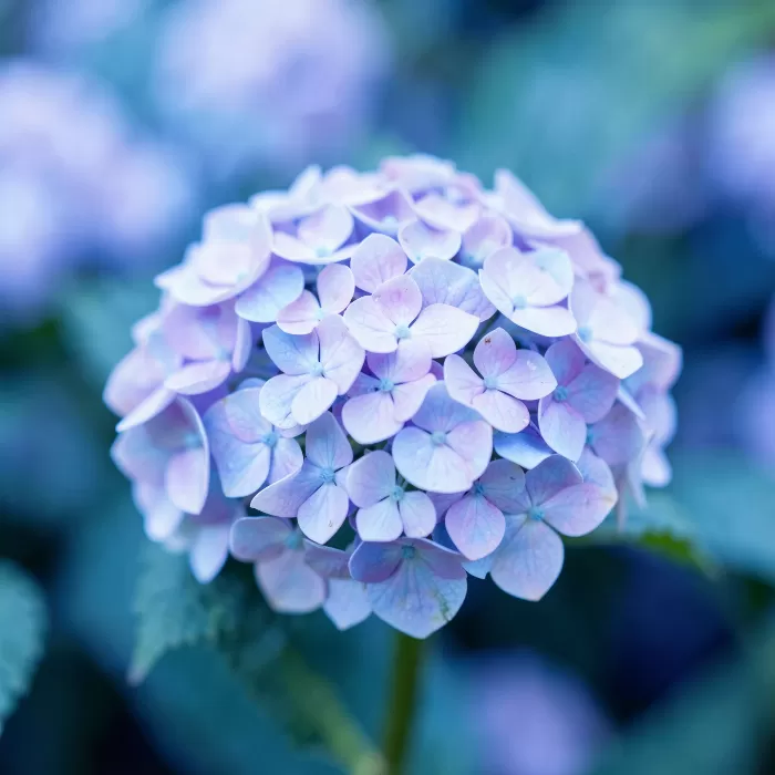 Lilac Petals