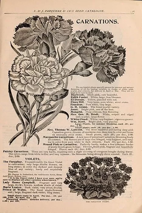 flower carnations